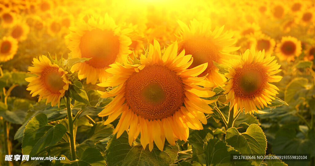 金色向日葵花海的灿烂