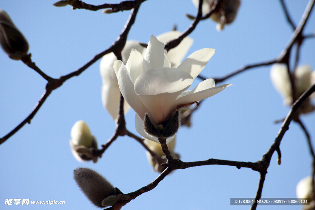 枝头绽放的洁白玉兰花