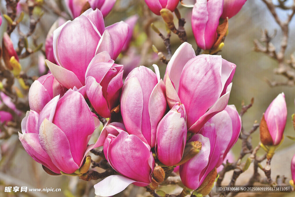 娇艳玉兰花绽放枝头