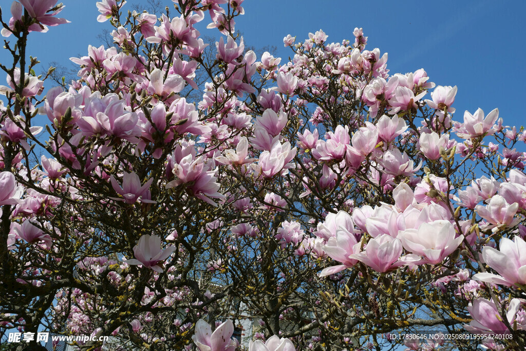 盛开的粉玉兰花树