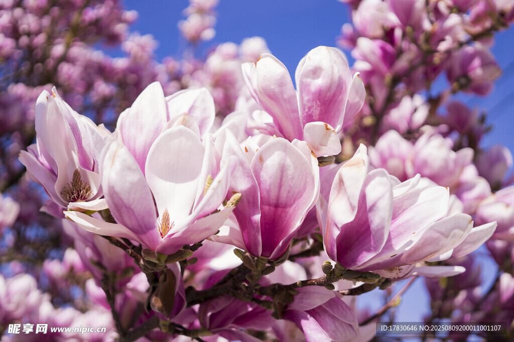 盛开的紫玉兰花