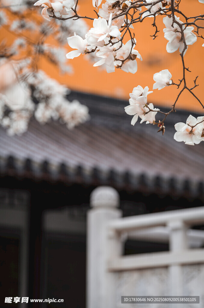 古建旁绽放的素雅春花