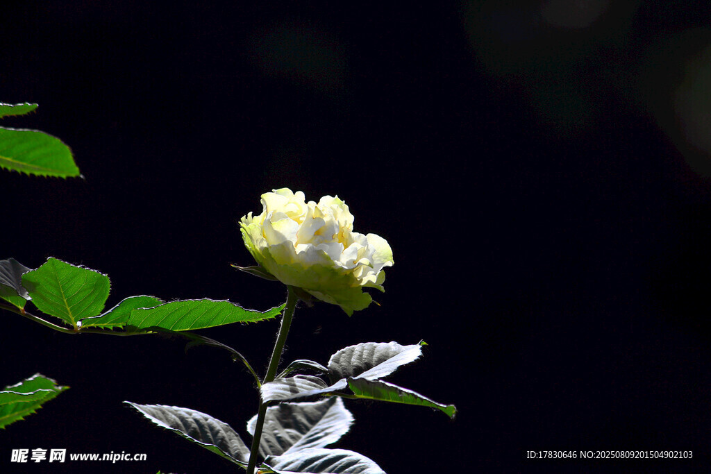 银枝上的淡黄小花