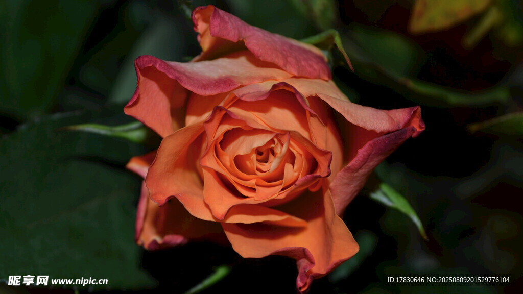 橙红色娇艳玫瑰特写