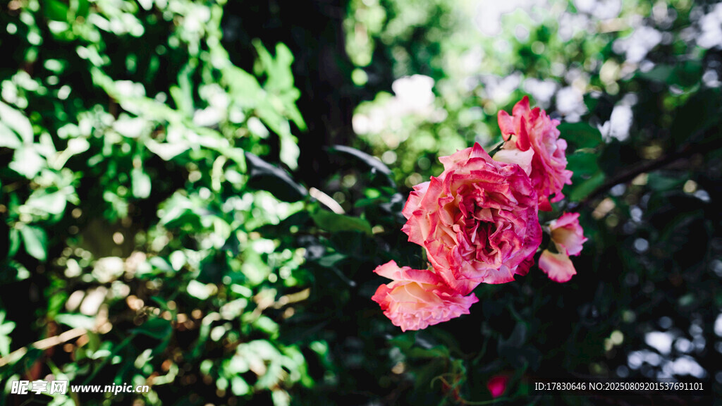 娇艳绽放的粉红色花卉