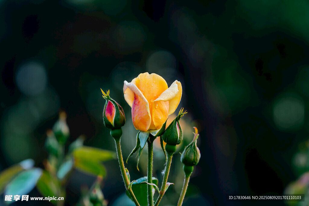 娇艳黄玫瑰绽放瞬间