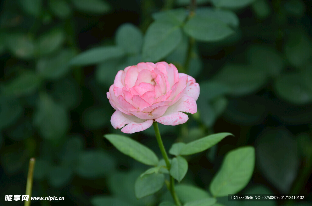单枝粉色娇艳月季花