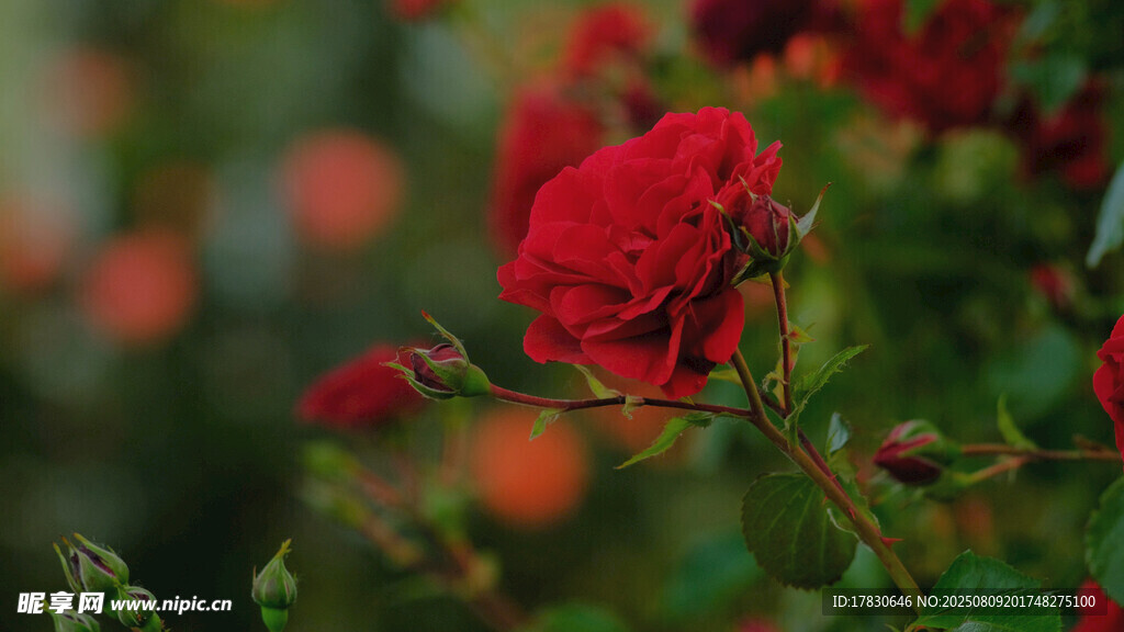 娇艳红玫瑰绽放于绿叶间