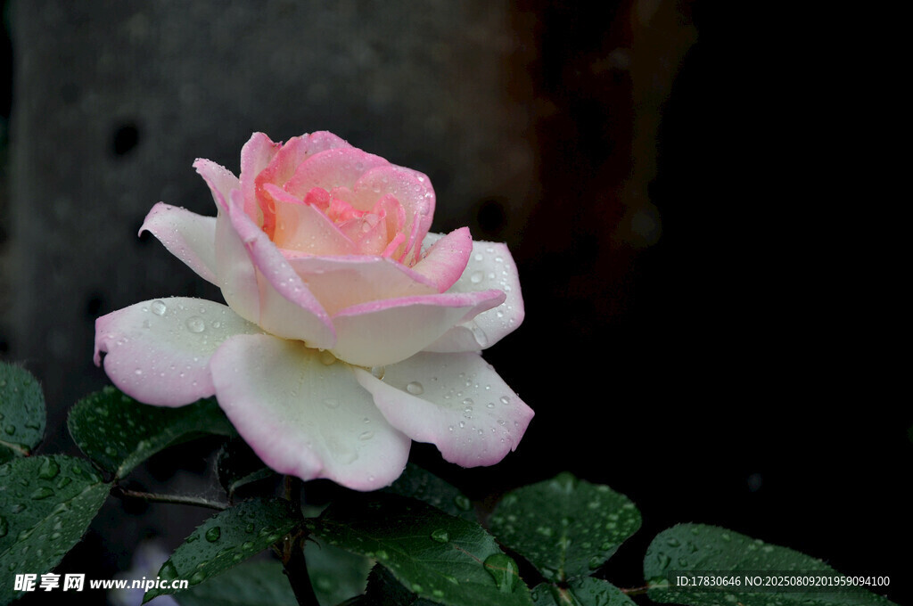 粉色娇艳月季花