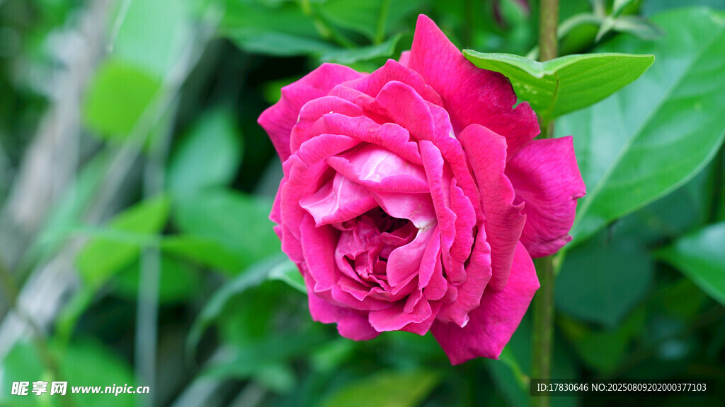 娇艳欲滴的粉色月季花