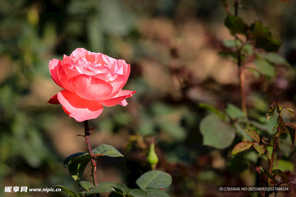 娇艳粉色玫瑰绽放