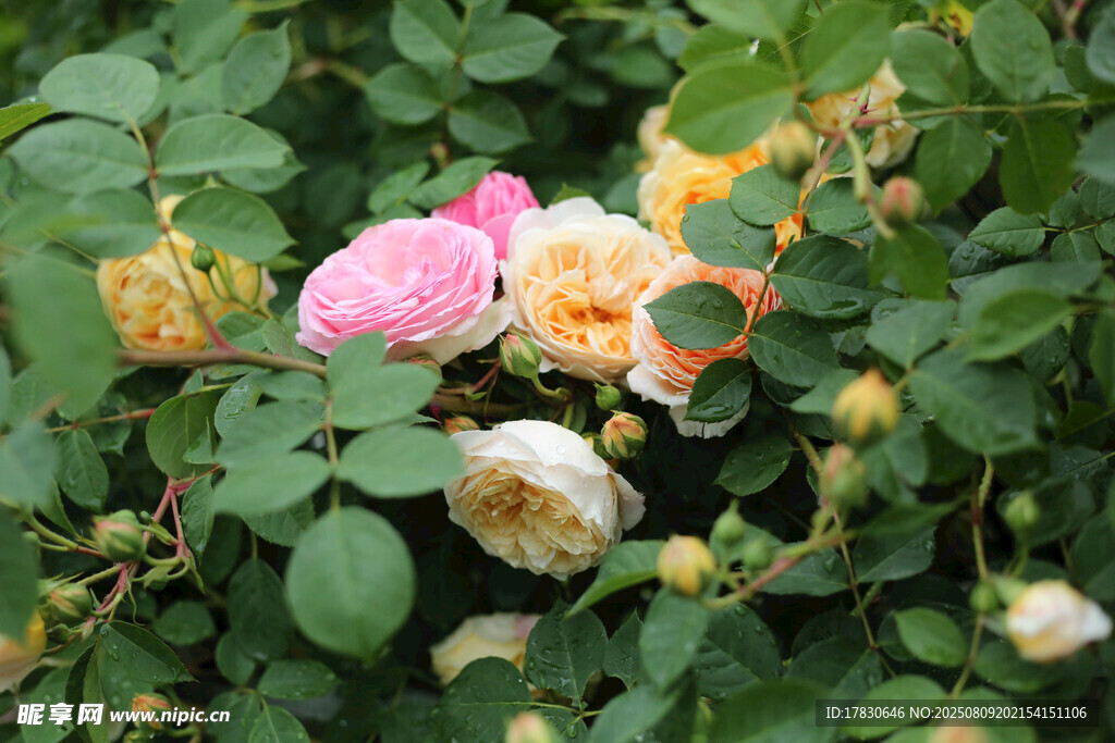 多彩蔷薇绽放于绿叶间