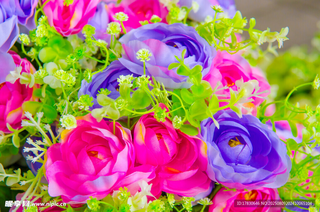 多彩娇艳花卉绽放