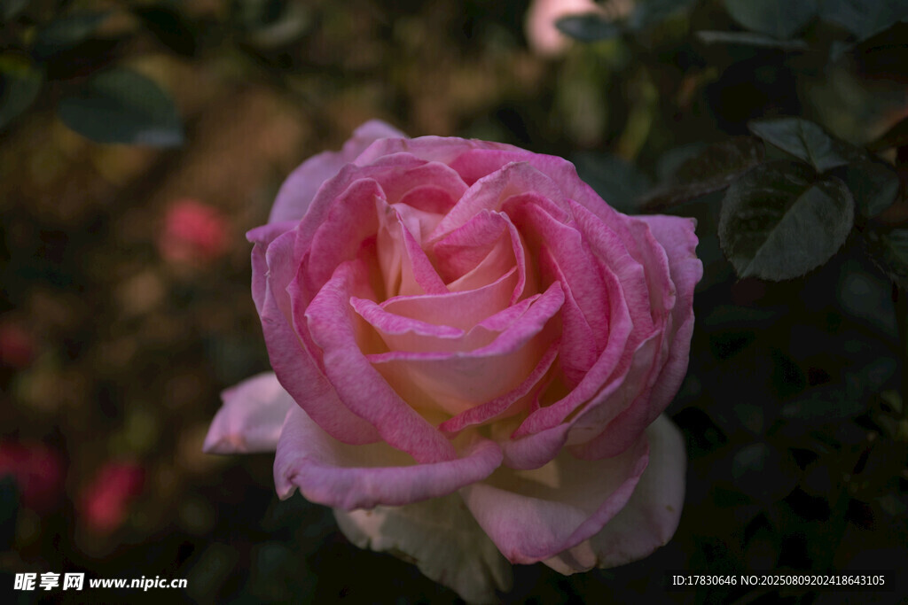 娇艳粉色玫瑰绽放