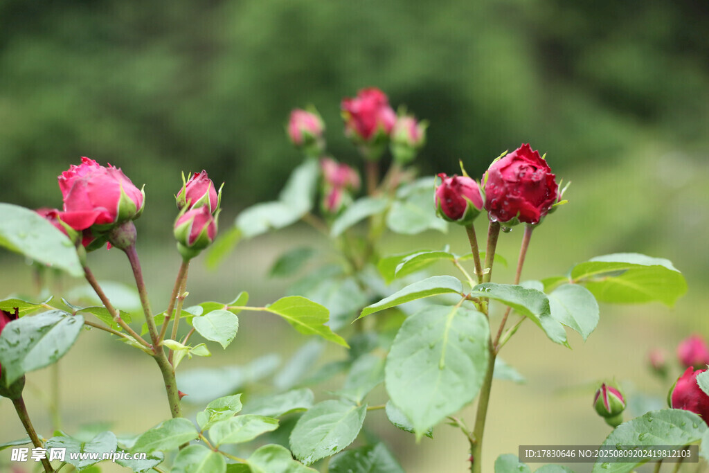 娇艳欲滴的绽放红玫瑰