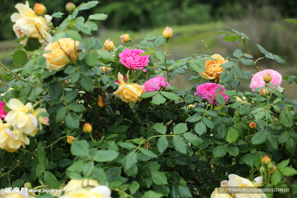 多彩玫瑰绽放于绿叶间