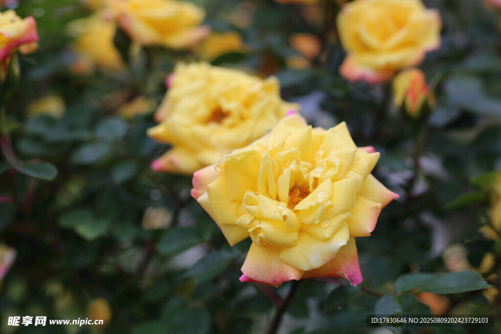 娇艳黄玫瑰绽放