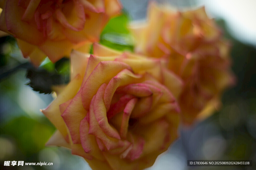 娇艳双色玫瑰绽放