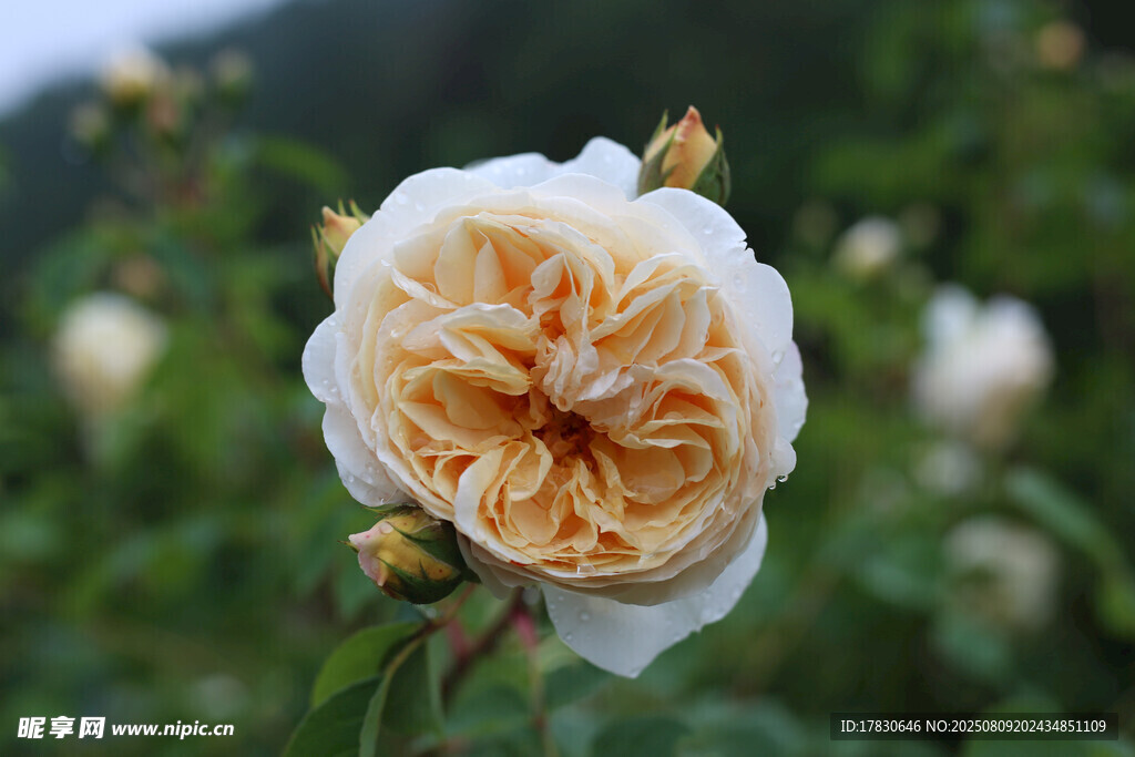 盛开的淡黄月季花