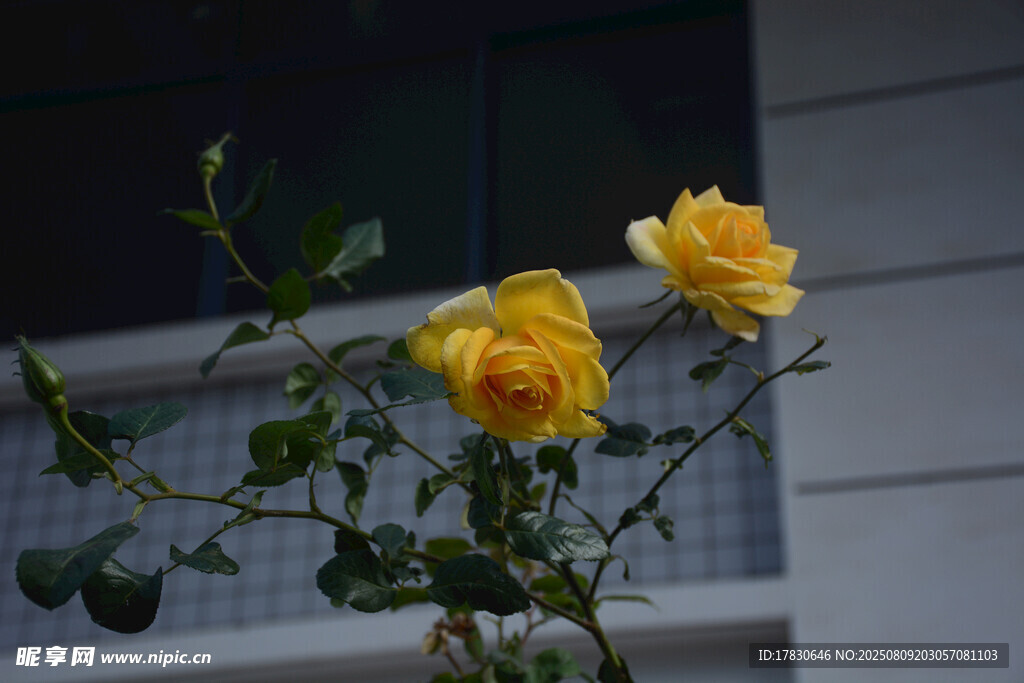窗前绽放的两朵黄玫瑰