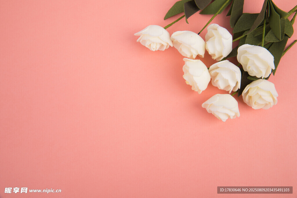 粉色背景上的白色玫瑰花
