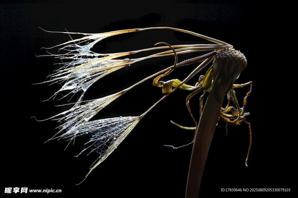 干枯蒲公英的独特姿态