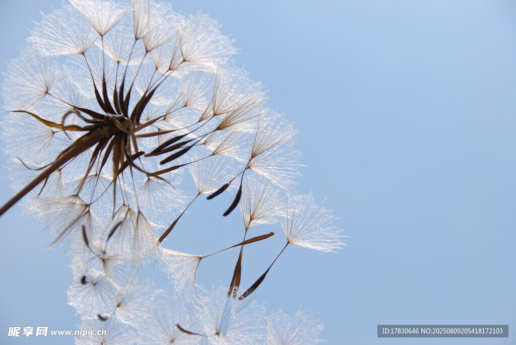 蓝天中的蒲公英种子