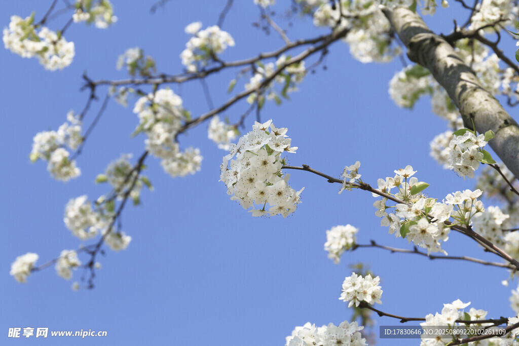 蓝天映衬下的洁白花枝