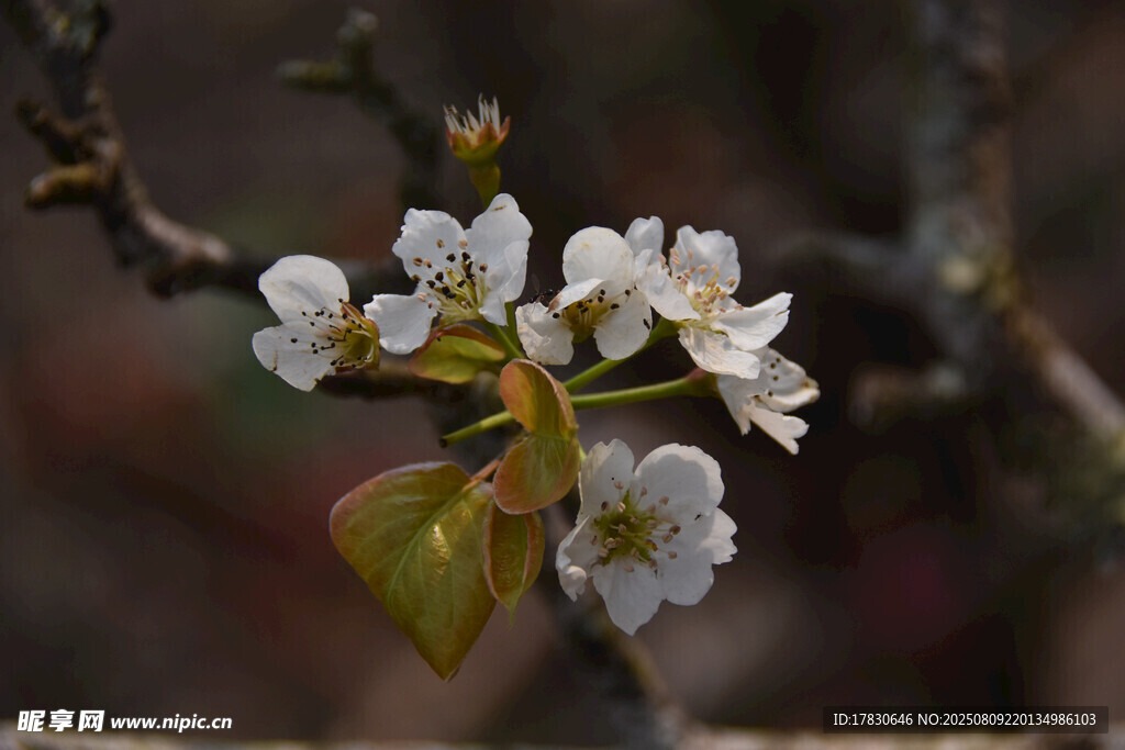 枝头绽放的洁白梨花