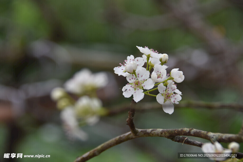 枝头绽放的白色小花
