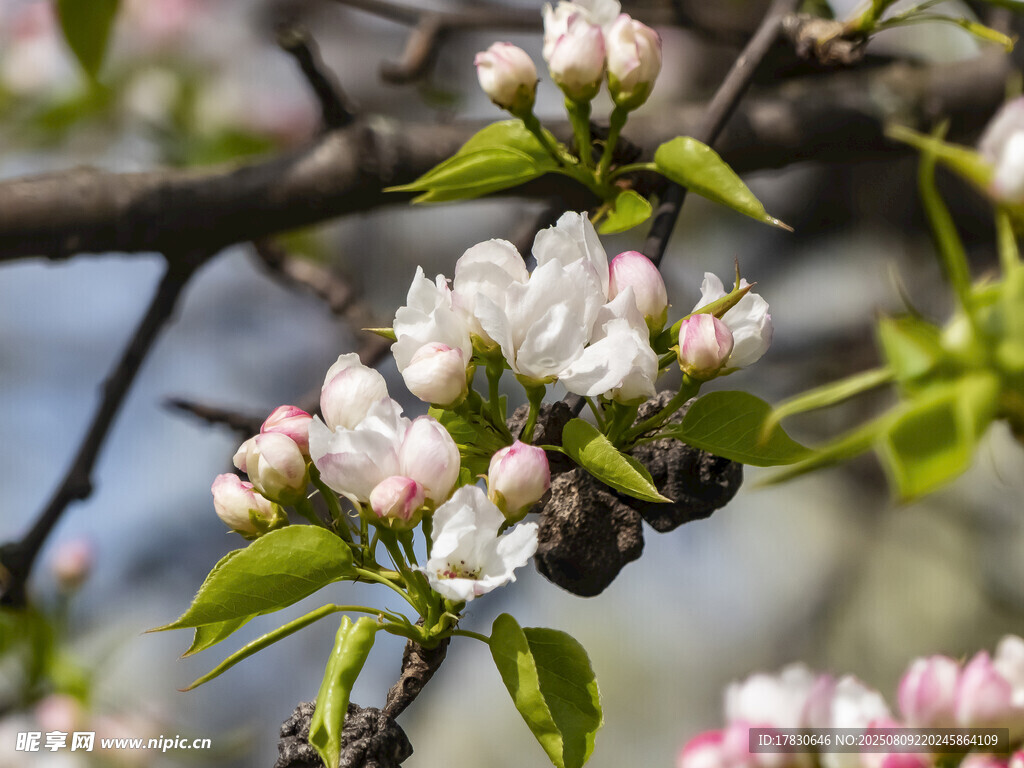 枝头绽放的粉嫩苹果花