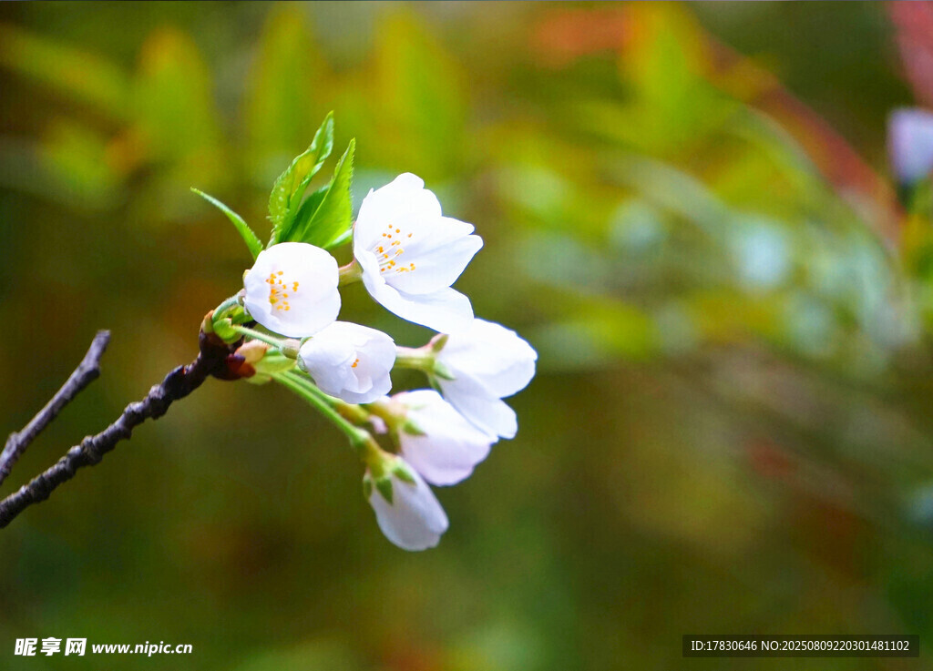 枝头绽放的洁白樱花