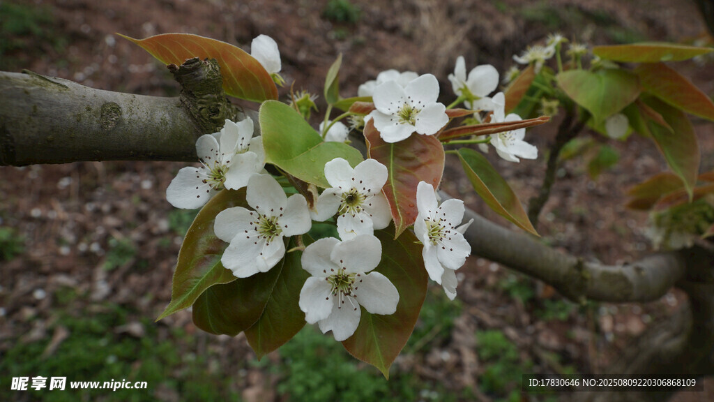 枝头绽放的洁白花朵