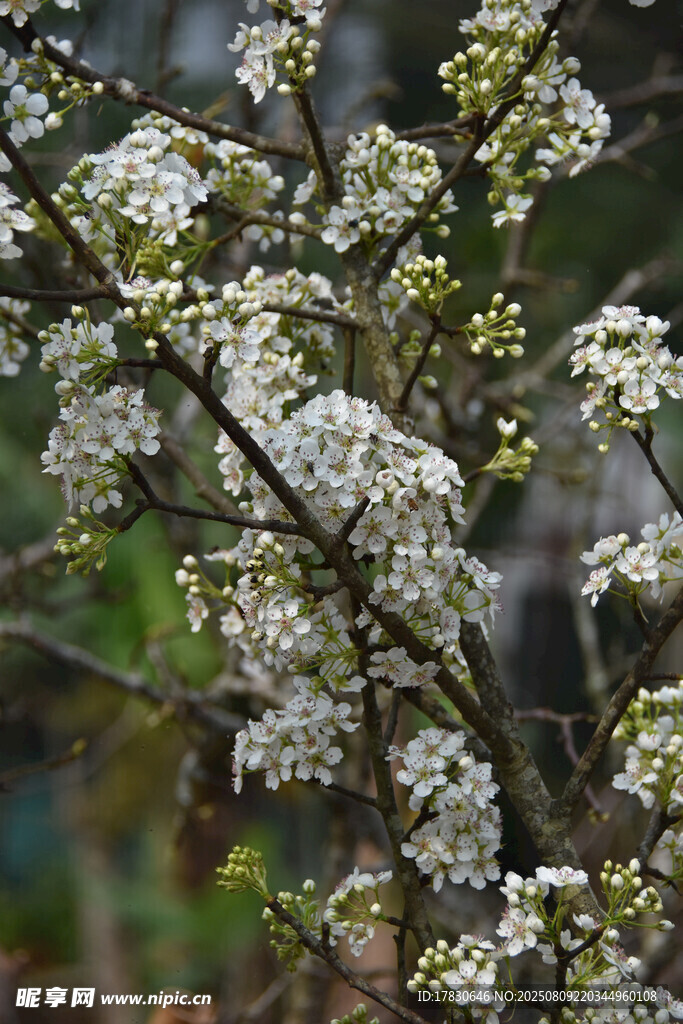 枝头绽放的白色小花