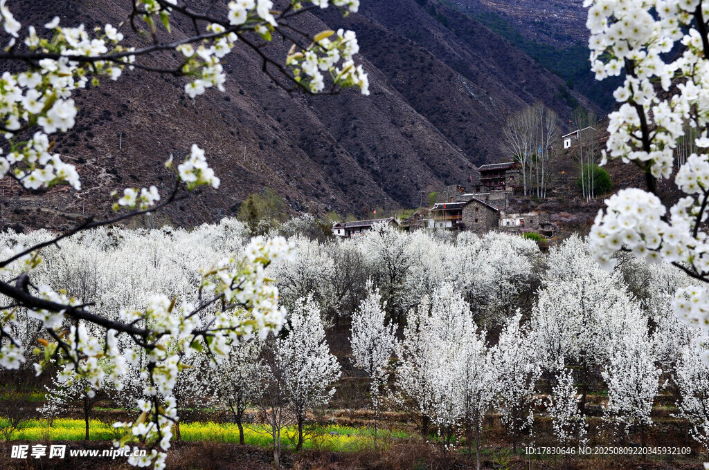 山间繁花盛开的美丽景致