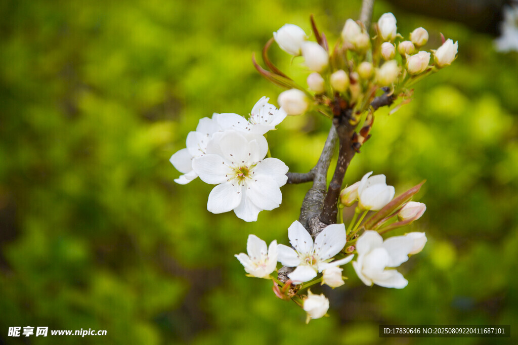 枝头绽放的洁白小花