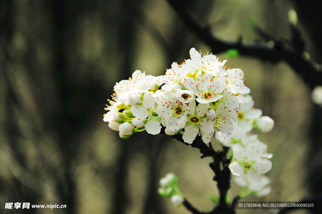 枝头绽放的洁白花朵