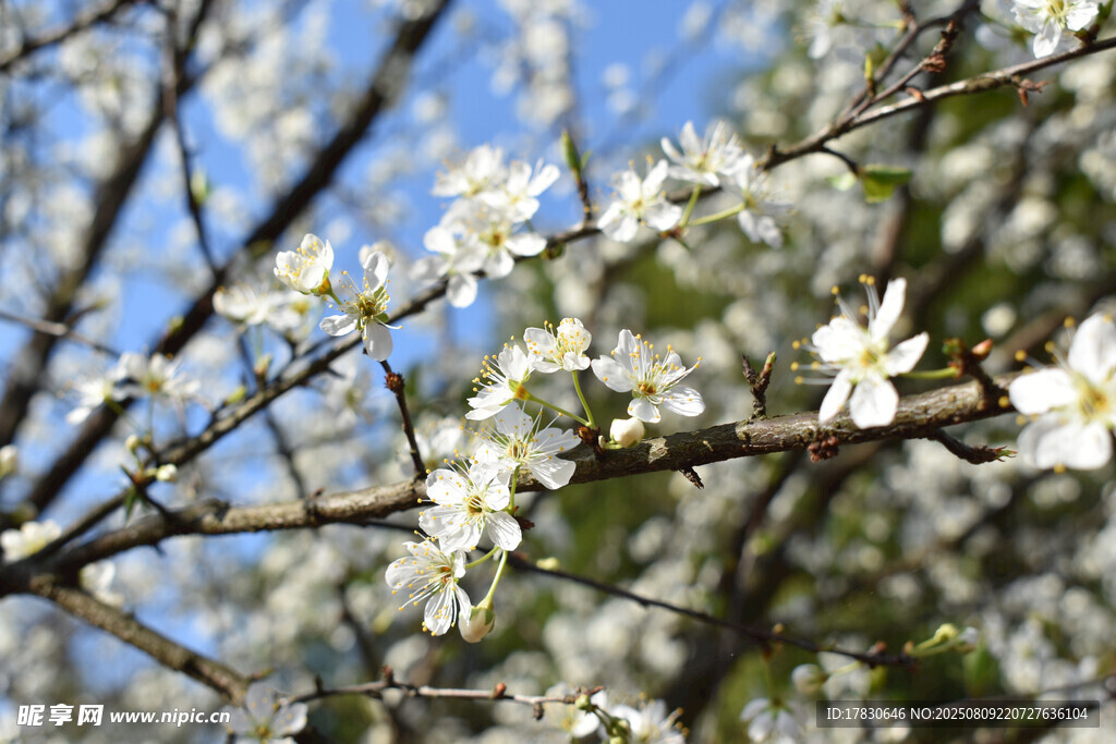 枝头绽放的洁白花朵