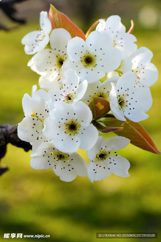 枝头绽放的洁白梨花