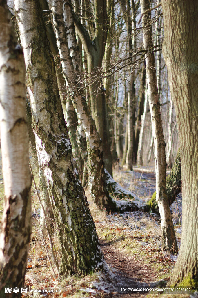 桦树林中的静谧林间小道