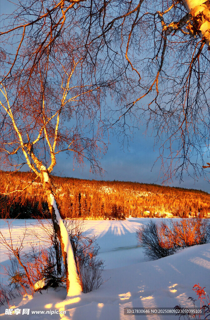 冬日雪景中的树木与桥梁