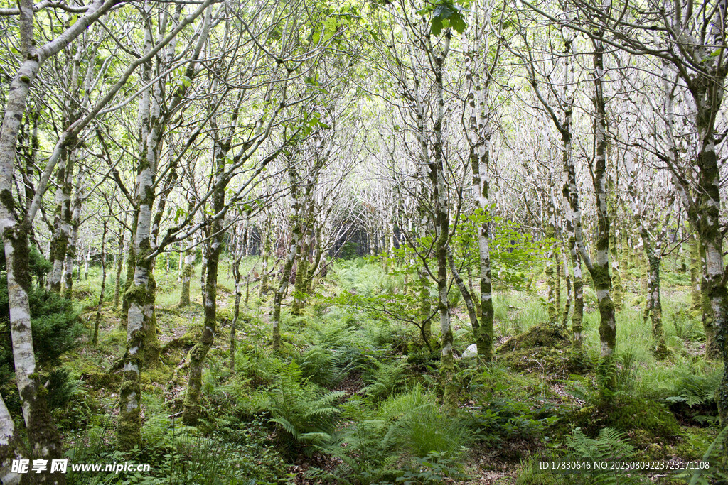 茂密森林中的葱郁景象