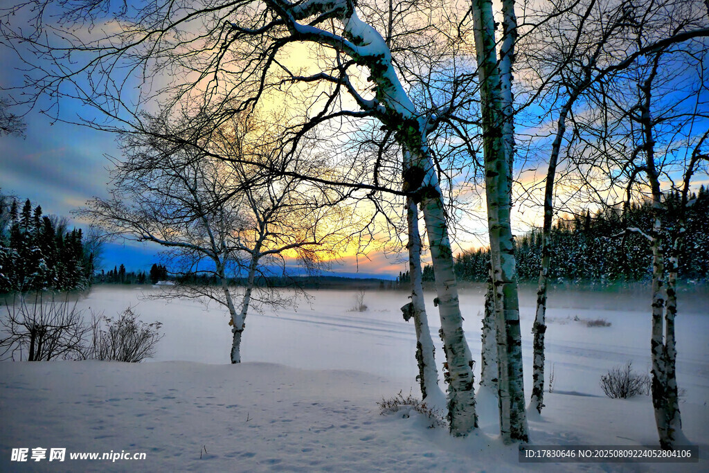 冬日雪林暮色美景