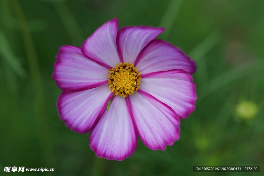 美丽单株波斯菊绽放