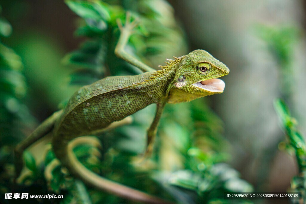 绿叶间的绿蜥蜴