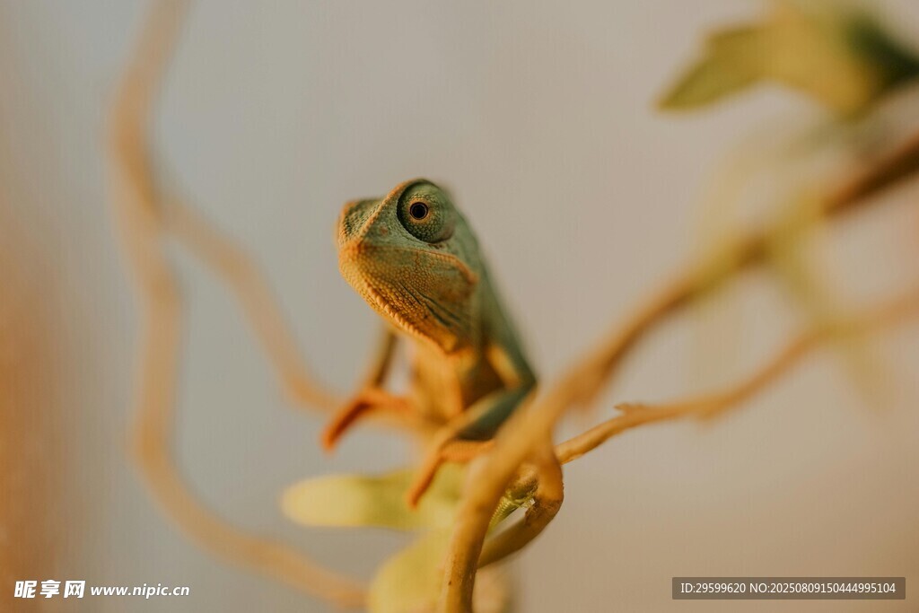 树枝上的小变色龙