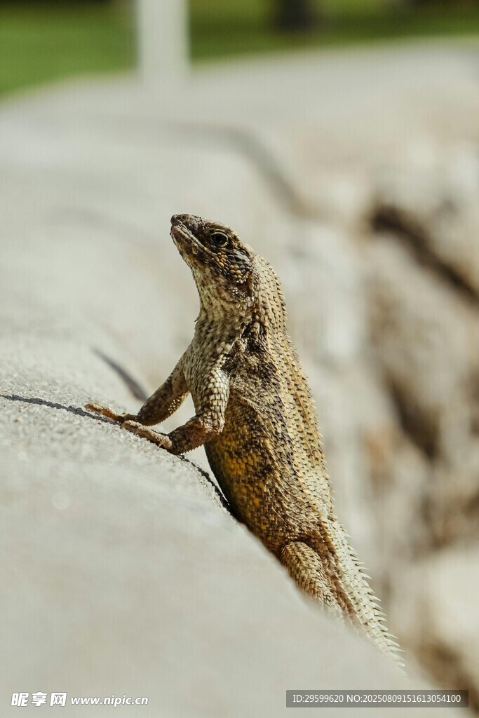 岩石上的蜥蜴