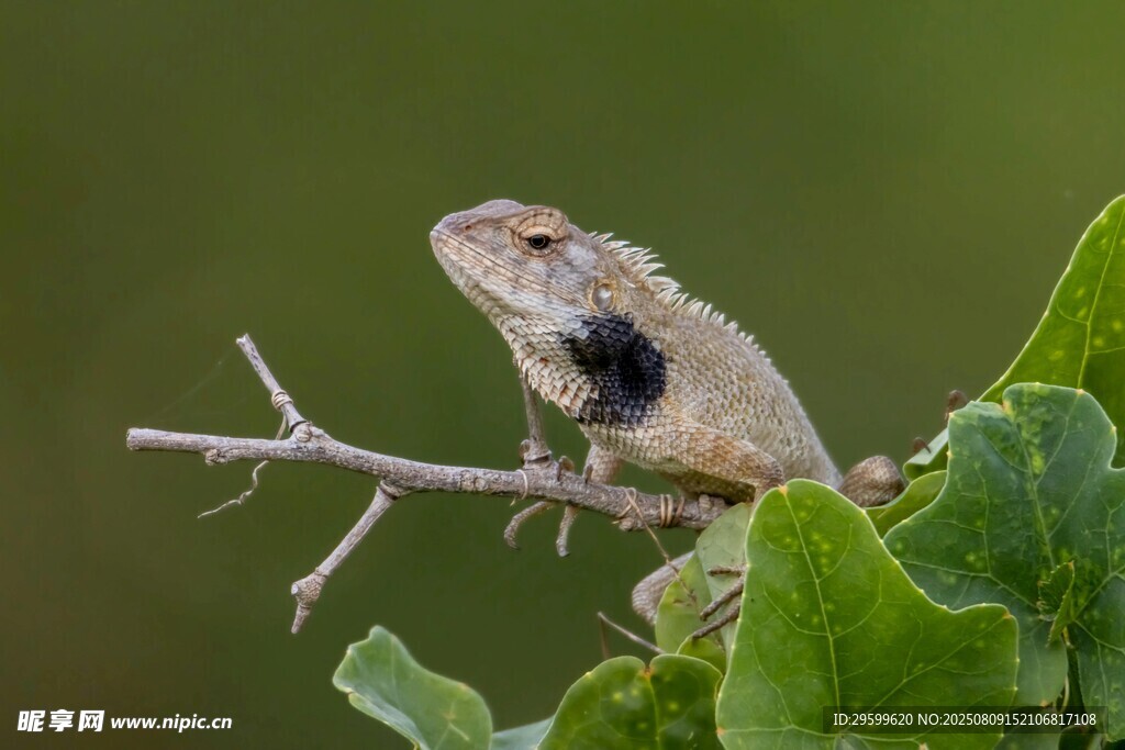 枝头蜥蜴