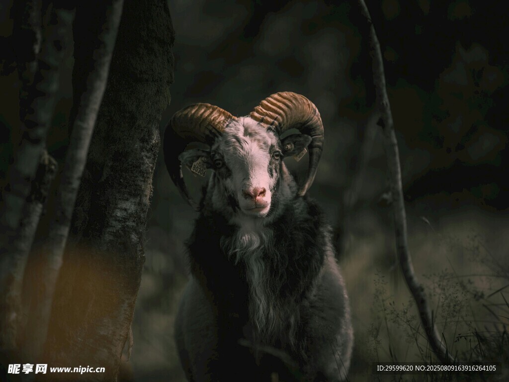 黑暗中的神秘黑山羊