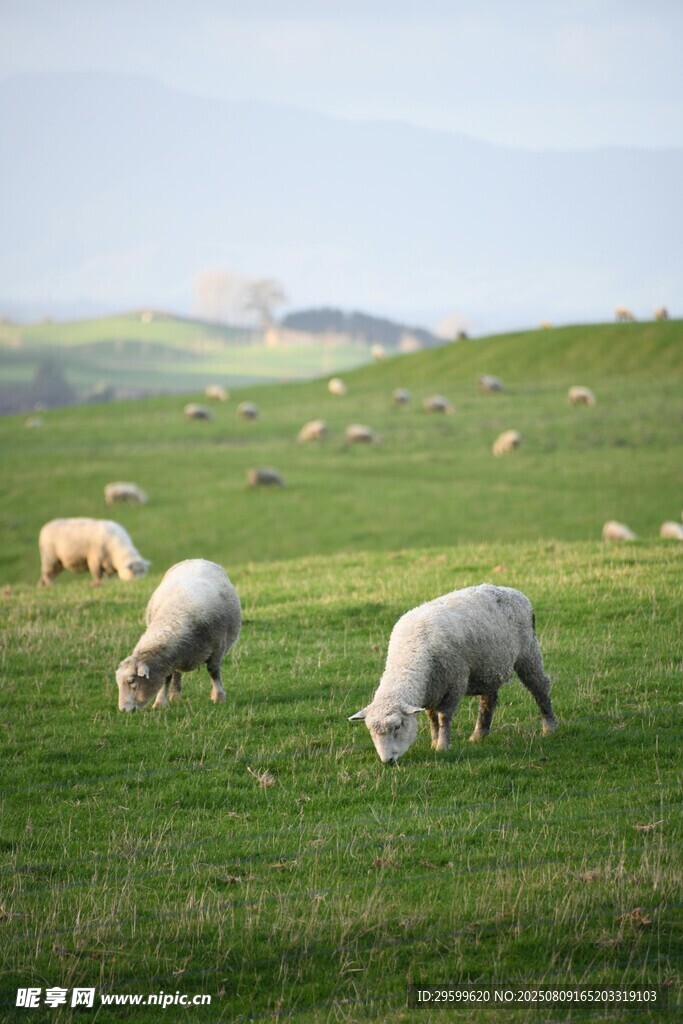 草原上悠闲吃草的羊群